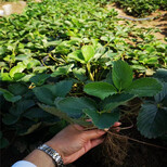郑州市种植方法买草莓苗图片4