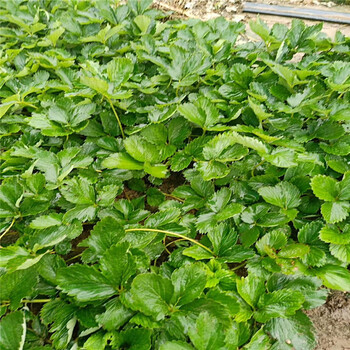 乐山市价格优惠保湿邮寄草莓苗的品种