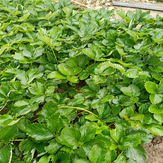 广州市种植示范基地草莓苗价格行情