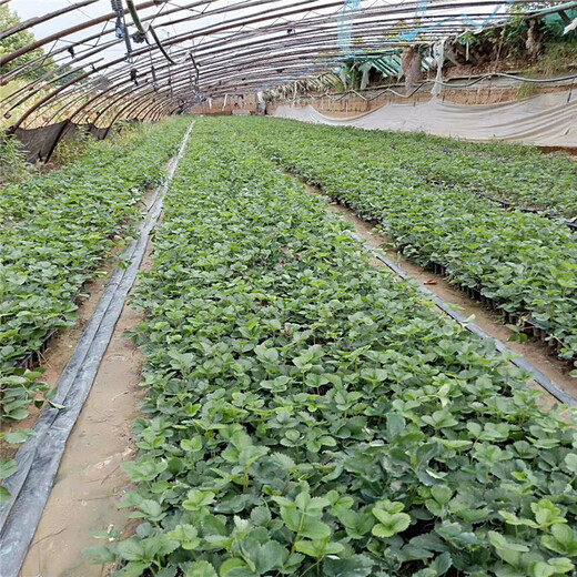桂林市种植技术指导全草莓苗