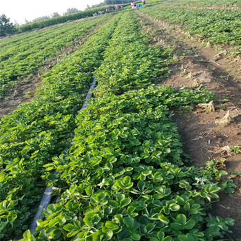 南宁市种植技术指导草莓苗批发