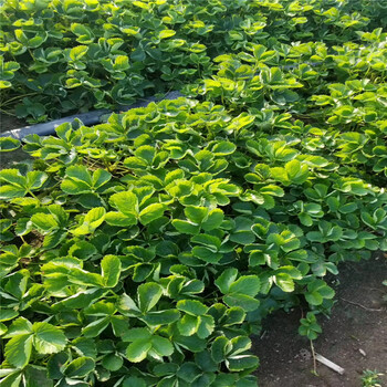 牡丹江市品种多泰安草莓苗