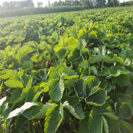 重庆丰产量产大赛草莓苗