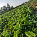 南宁市种植技术指导草莓苗批发图片5