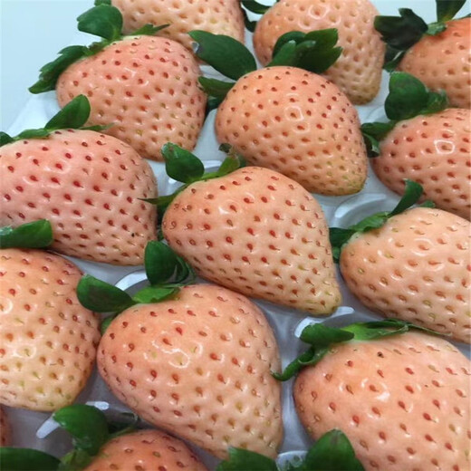 临沂市假一赔十草莓苗怎么栽