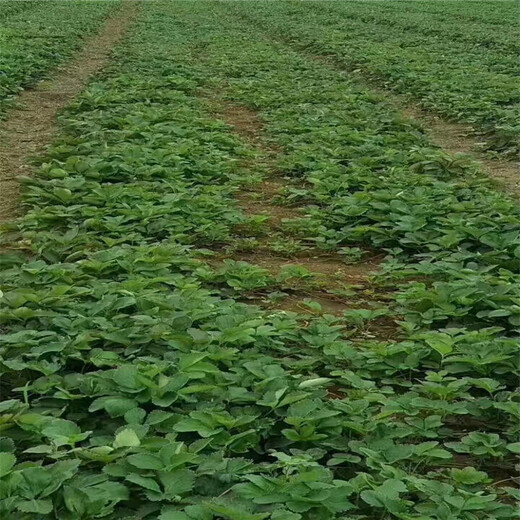 巴中市品种泰安草莓苗