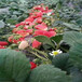 乌海市哪里有售种植草莓苗