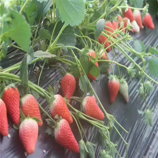 信阳市种多少小白草莓苗