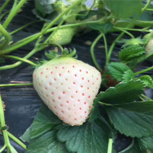 随州市质量好草莓苗出售