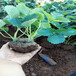 张家界市种植技术指导四季草莓苗