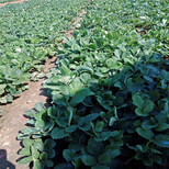 文山州种植示范基地多少钱一株草莓苗图片1