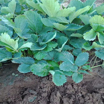 沈阳市育苗注意事项种植草莓苗