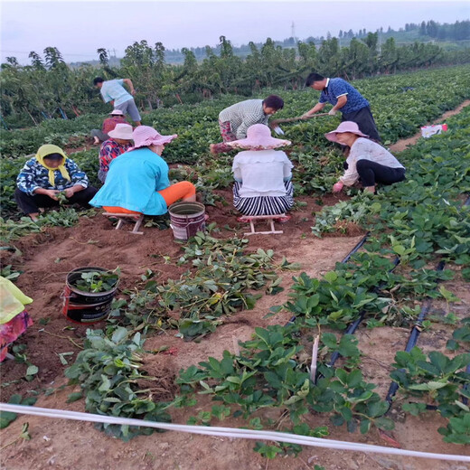 甘孜州育苗注意事项供应草莓苗