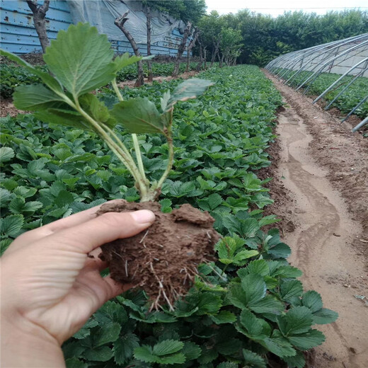 漳州市带土发货山东草莓苗