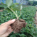 台州市批发基地草莓苗种植