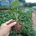 临沧市种植技术指导草莓苗多少钱一颗图片2