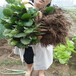 惠州市价格透明哪有草莓苗