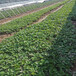 日喀则地区超厂家草莓苗育苗