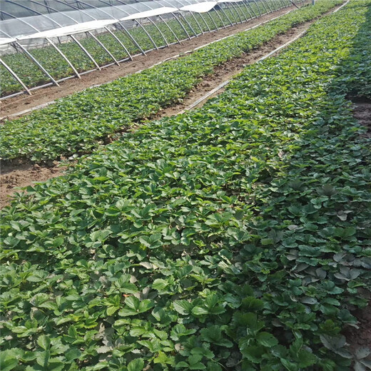 陇南市带土发货草莓苗图片