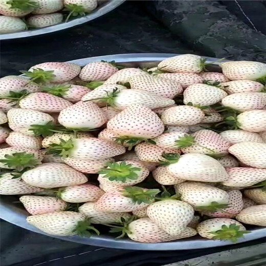 辽阳市种植方法艳丽草莓苗