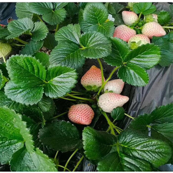 文山州免费提供技术种植草莓苗