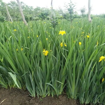 江苏黄菖蒲基地、宿迁500亩黄菖蒲（黄花鸢尾）价格便宜质量好