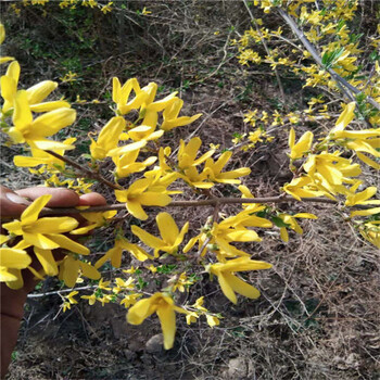 连翘苗哪里有卖，山西运城连翘苗，连翘种植间距，连翘苗