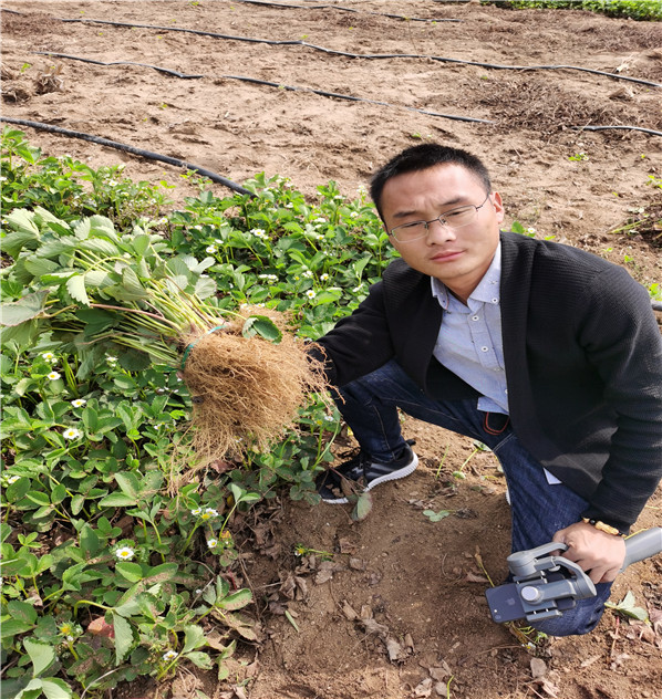 甜查理草莓苗，脱毒2代越丽草莓苗