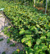 小白草莓苗供應基地二代艷麗草莓苗