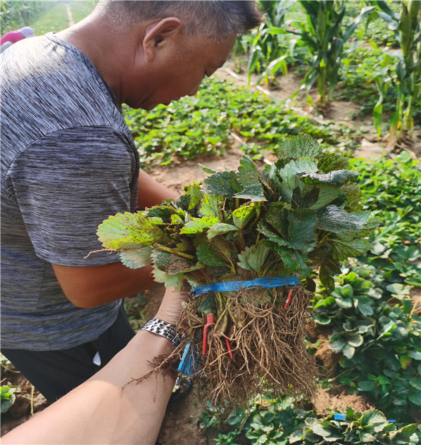 小白草莓苗，二代苗小白草莓苗苗圃