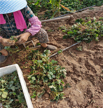 香野草莓苗供应基地三叶一芯雪香草莓苗
