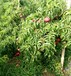 中桃金魁黃桃樹苗，8公分7-25油蟠桃樹苗，中桃金魁黃桃樹苗視頻看苗