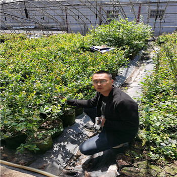 种植技术绿宝石蓝莓苗，批发价格云雀蓝莓苗
