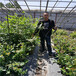 豐產種植德雷柏藍莓苗，60高L25藍莓苗