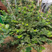 頭條價格H5藍莓苗、分支多利波特藍莓苗