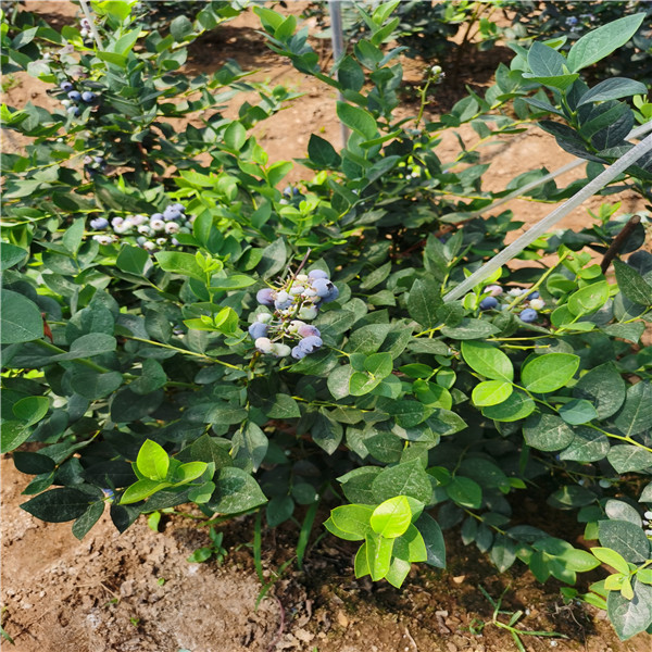 供应中心绿宝石蓝莓苗，组培绿宝石蓝莓苗