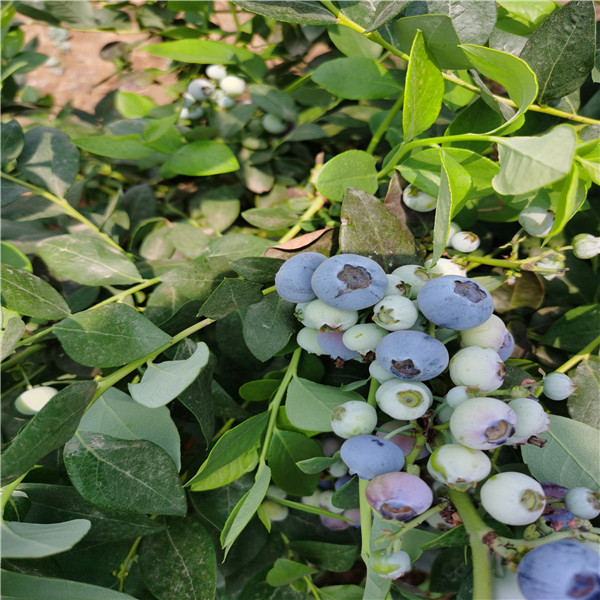 2022年价格暮光蓝莓苗，进口土育苗暮光蓝莓苗