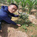 云雀藍莓苗種植技術，云雀藍莓苗春季報價