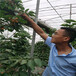 格萊斯星櫻桃樹苗露天設施都可種植現挖現賣啥本特櫻桃樹苗