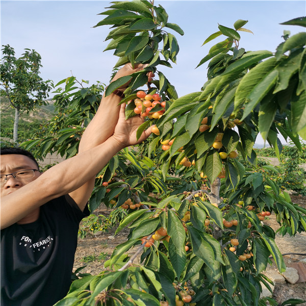 3公分艳阳樱桃树苗，佳红樱桃苗 纺锤形栽植技术 好管理