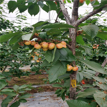 1公分齊早櫻桃樹苗，瓦列里櫻桃苗一根棍栽植技術(shù)好上手