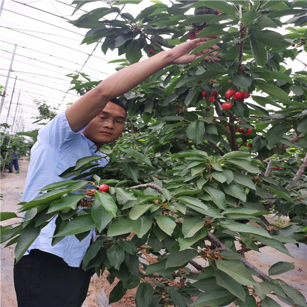 1年生黑兰特樱桃树苗，沙王樱桃苗果实硬度大 根系好