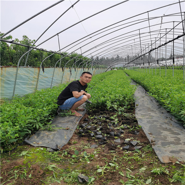 3公分艳阳樱桃树苗，佳红樱桃苗 纺锤形栽植技术 好管理