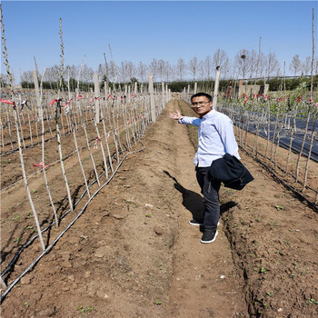 4-5-6公分美国一号樱桃树树苗，雷德樱桃苗一根棍栽植技术好上手