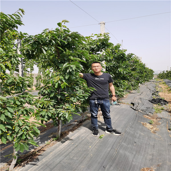 2年生萨米脱樱桃树苗，俄罗斯8号樱桃苗 纺锤形栽植技术 好管理