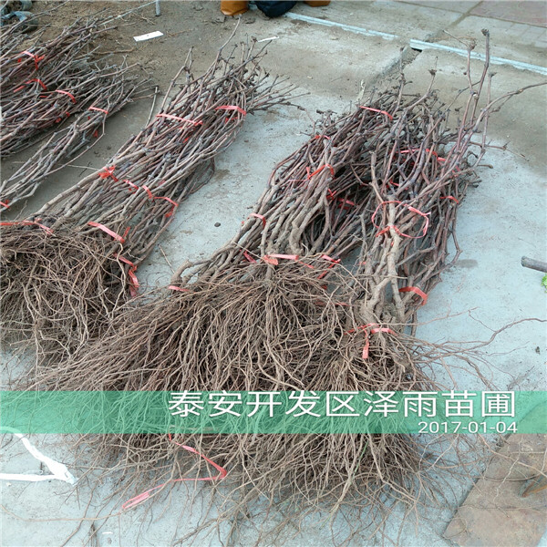 3306c根系墨姬葡萄苗栽培技术，口红葡萄苗