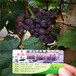 3309c根系長野紫葡萄苗價格表