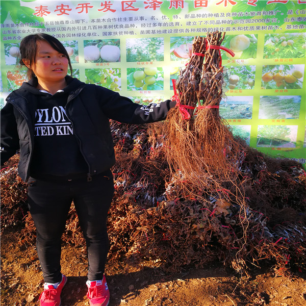 夏黑砧木麦当娜保宝石葡萄苗， 根系发达 基地