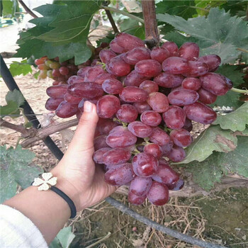 3306c根系长野紫葡萄苗设施栽植