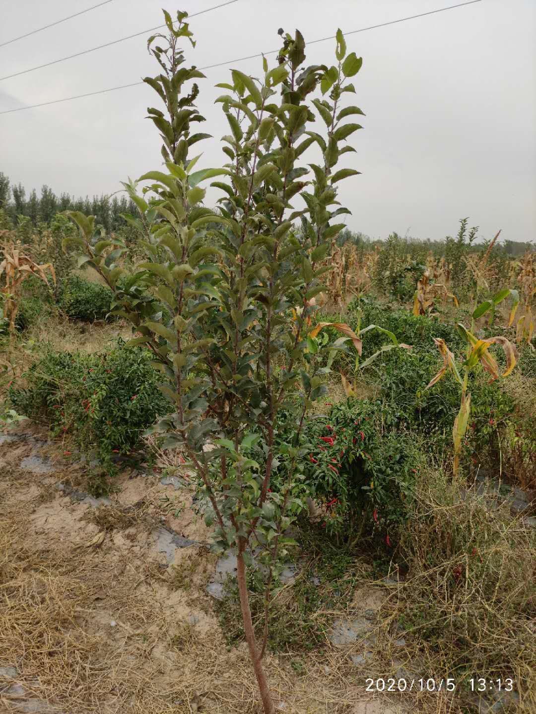 6公分晚熟蜂糖李子苗，基地便宜晚熟青翠李子苗